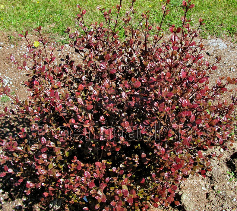 25x Lophomyrtus Red Dragon - $5.99 each