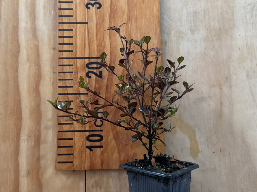 Lophomyrtus Red Dragon