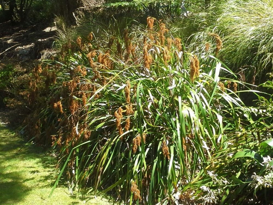 10x Pepepe - $1.99 each