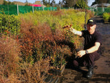 5x Southern Rata - $14.99 each