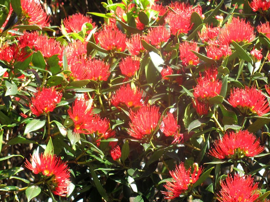 5x Southern Rata - $5.99 each