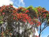 5x Southern Rata - $14.99 each