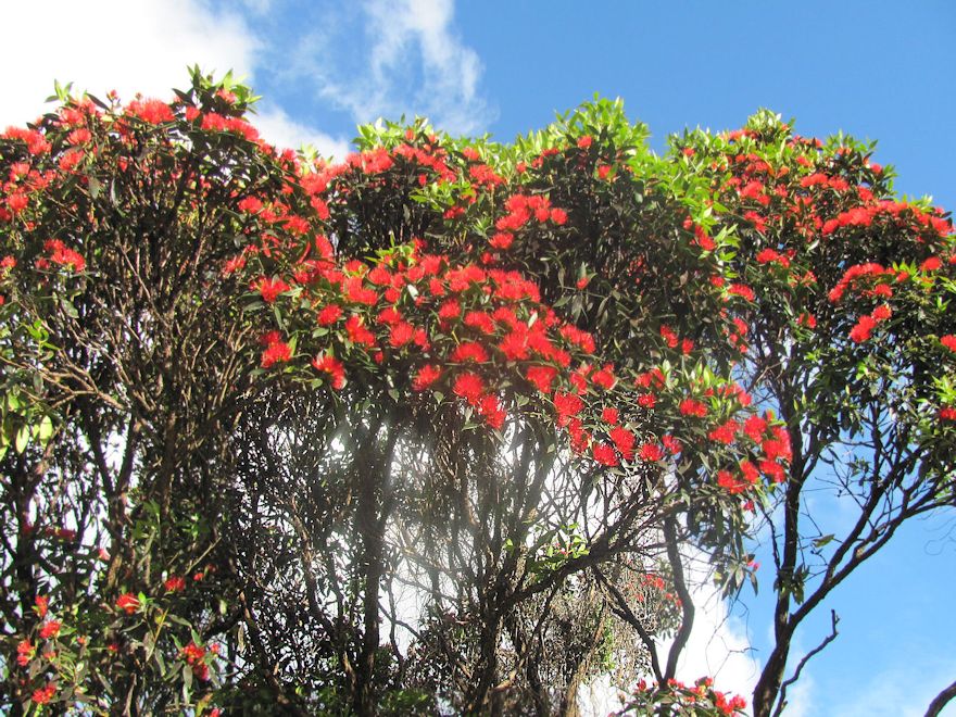 25x Southern Rata - $4.99 each