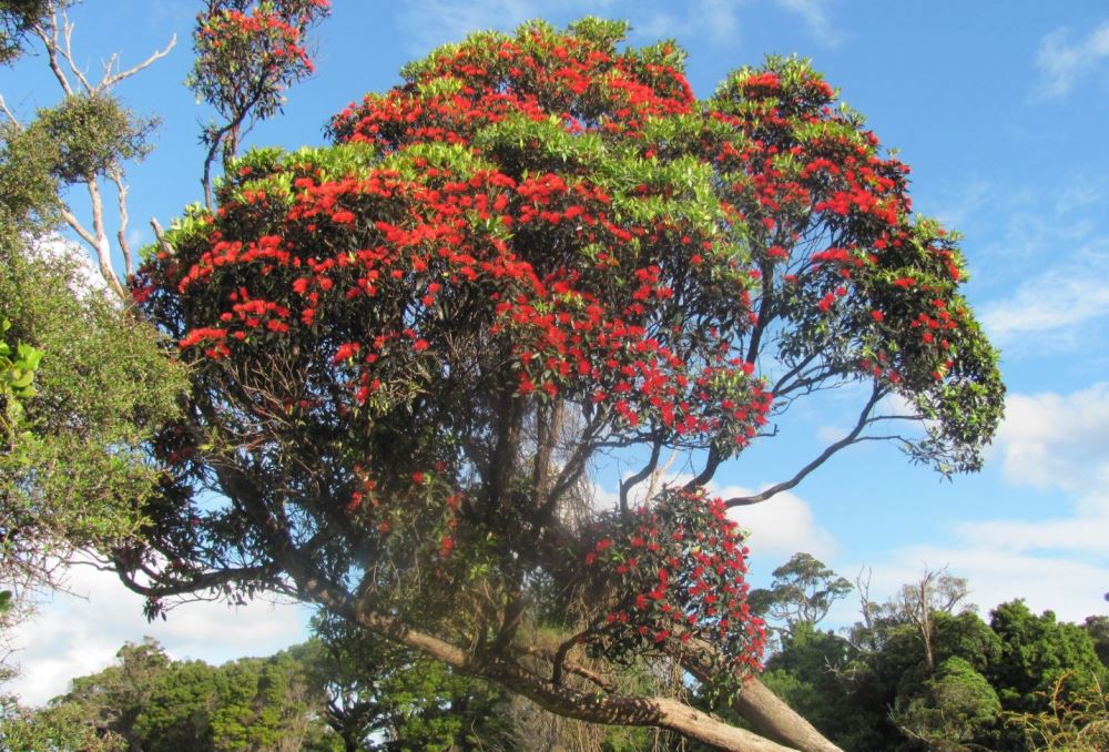 25x Southern Rata - $4.99 each