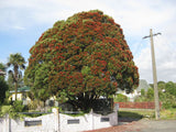 25x Southern Rata - $13.99 each