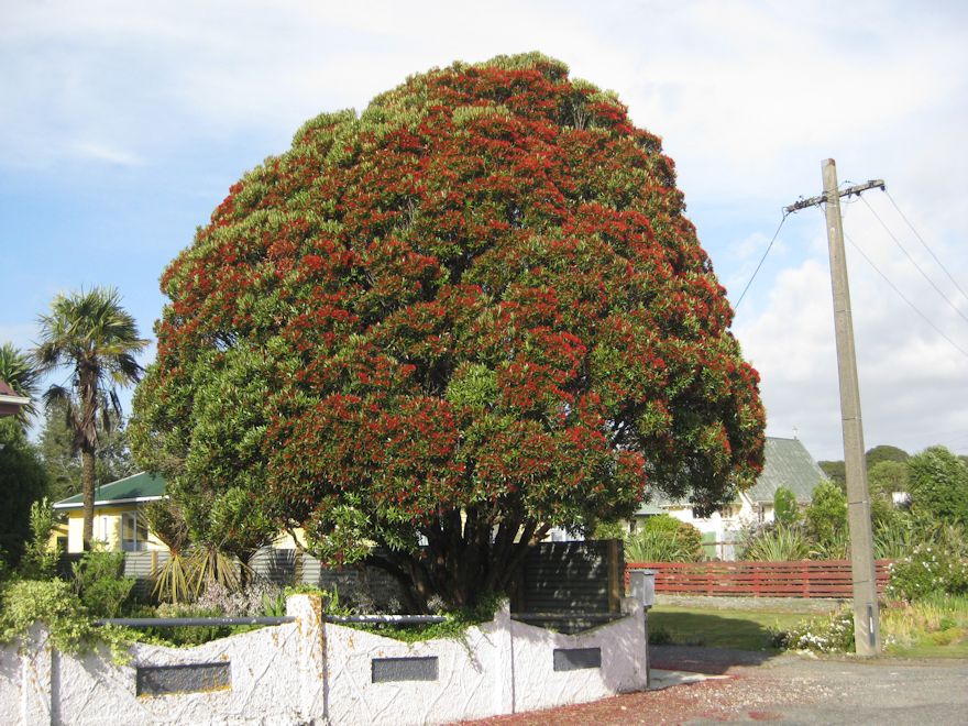 5x Southern Rata - $5.99 each