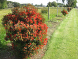 25x Southern Rata - $13.99 each