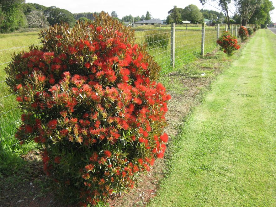 25x Southern Rata - $4.99 each