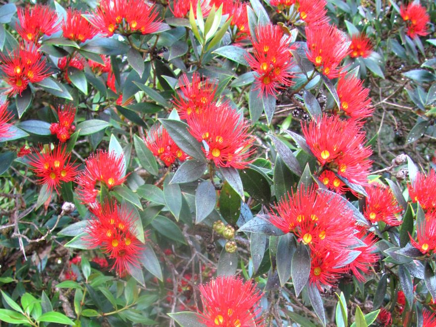 25x Southern Rata - $4.99 each