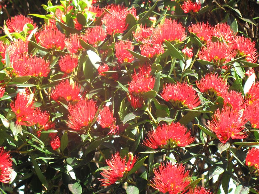 5x Southern Rata - $5.99 each