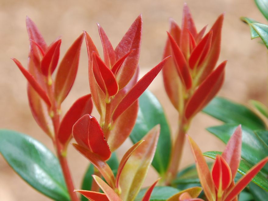25x Southern Rata - $4.99 each