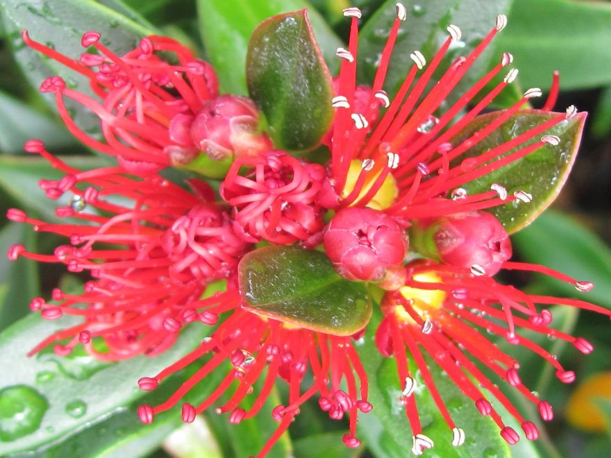25x Southern Rata - $4.99 each