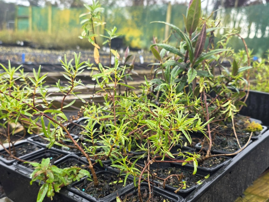 10x Mixed Hebes - Seconds - 69c each
