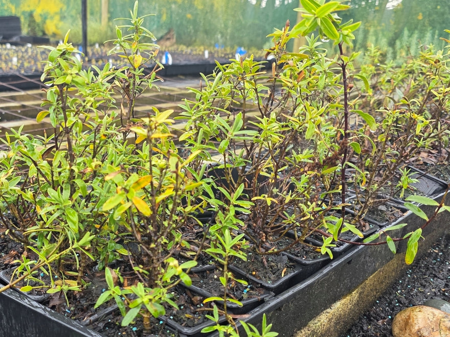 10x Mixed Hebes - Seconds - 69c each