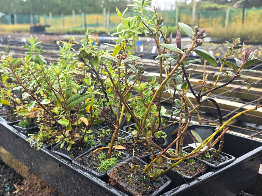 10x Mixed Hebes - Seconds - 69c each