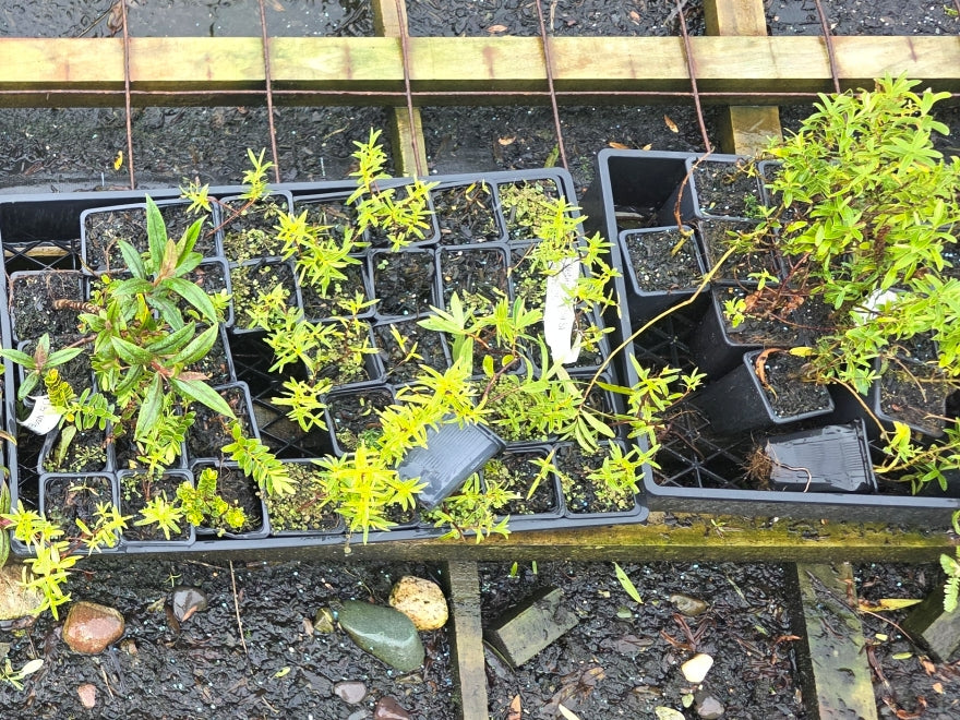 10x Mixed Hebes - Seconds - 69c each