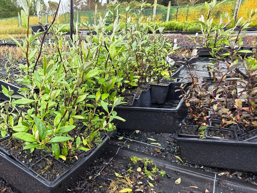 10x Mixed Corokia - 99c each