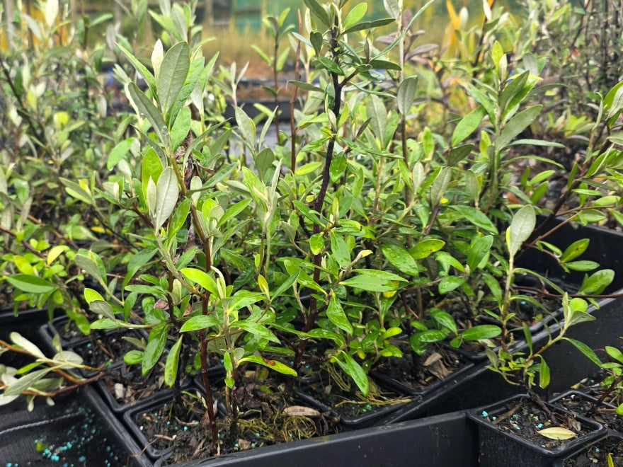 10x Mixed Corokia - 99c each