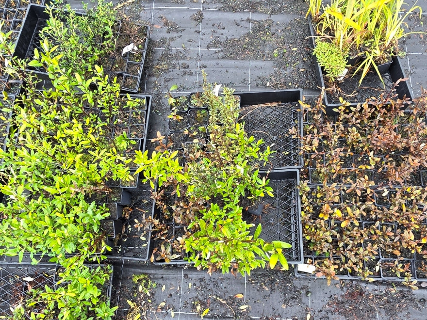 10x Mixed Corokia - 99c each
