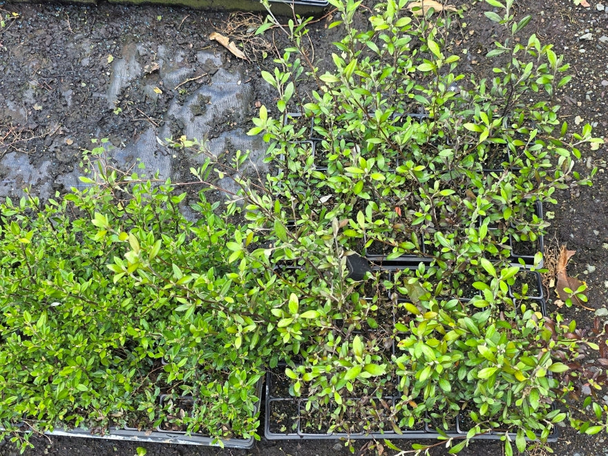 10x Mixed Corokia - $1.99c each
