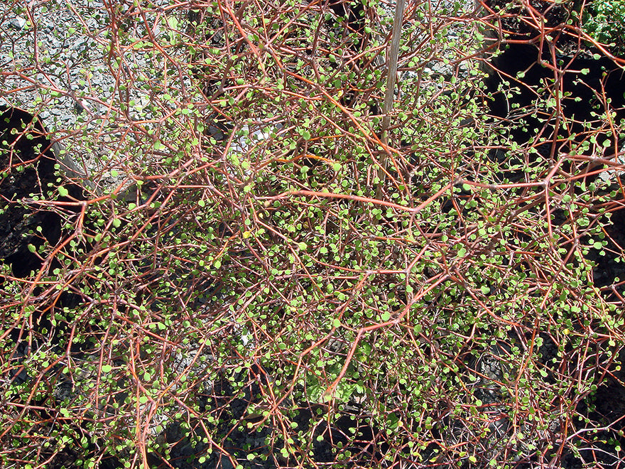 5x Shrubby tororaro - $14.99