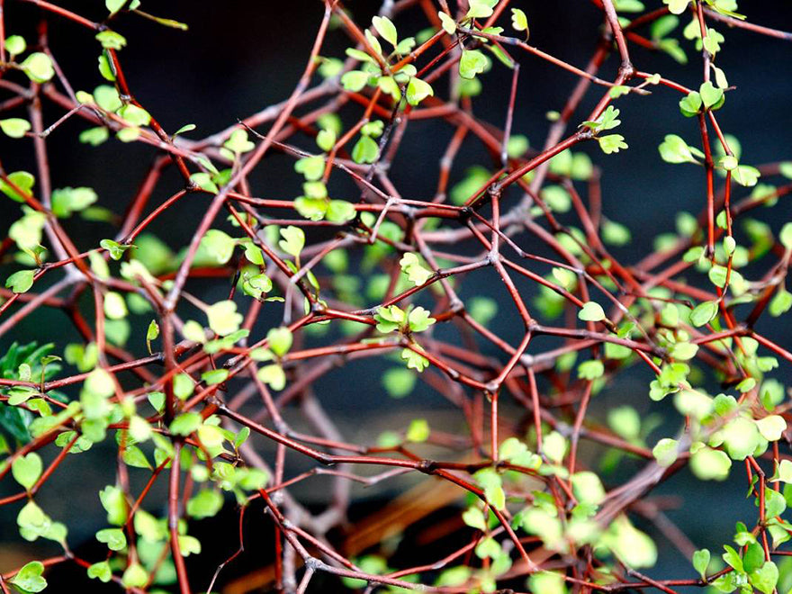 Muelenbeckia Astonii - $15.99