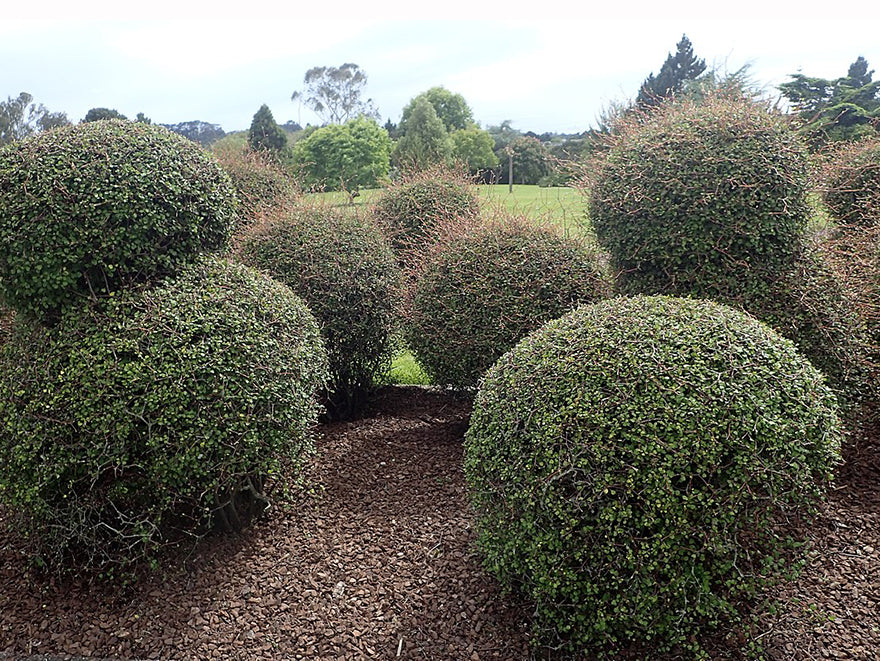 5x Shrubby tororaro - $9.99 each