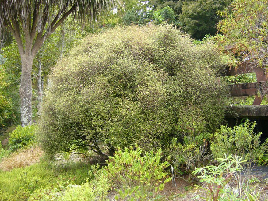 Muelenbeckia Astonii - $15.99