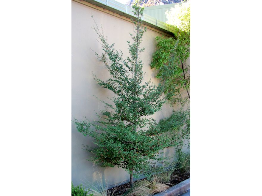 Nothofagus Solandrii
