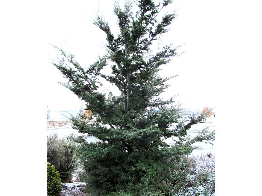 5x Black Mt Beech - $5.99 each