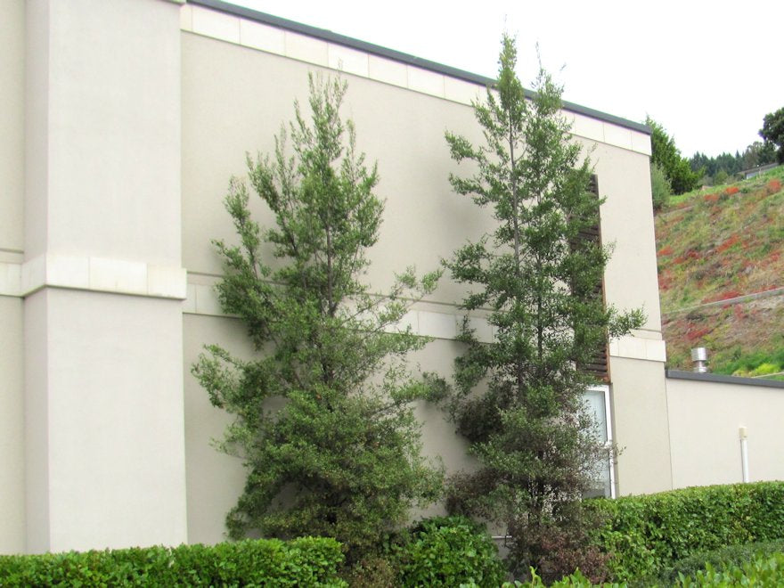5x Black Mt Beech - $5.99 each