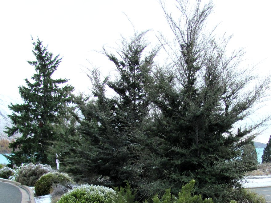 Nothofagus Solandrii