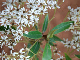 5x White Tree Daisy - $5.99 each