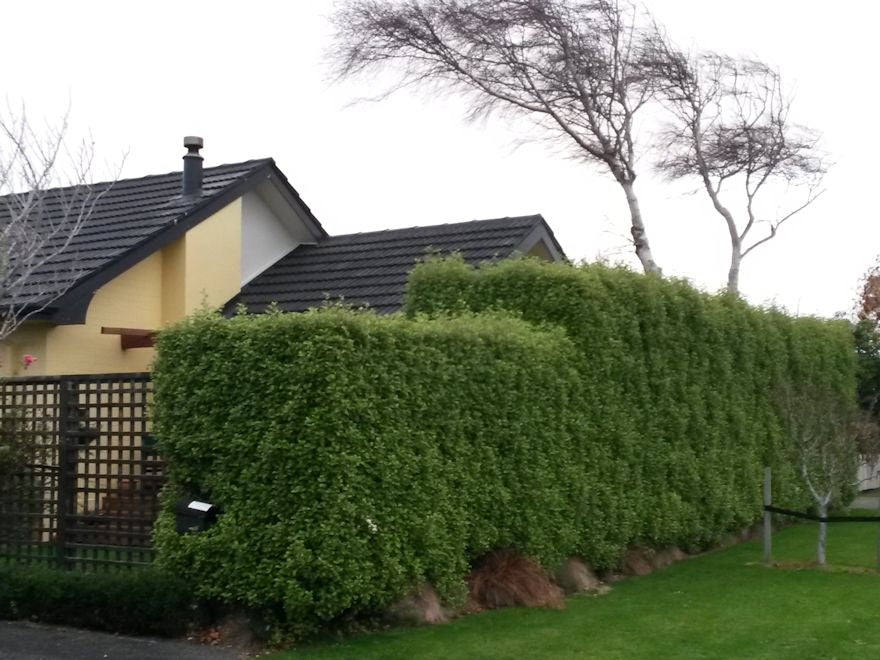 25x Golden Ake Ake - $2.99 each