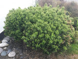 50x Super Flowering Combo  - $4.99 each