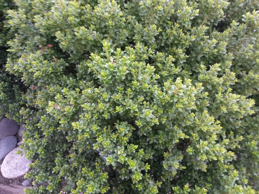 5x Coin Leaved Bush Daisy - $5.99 each