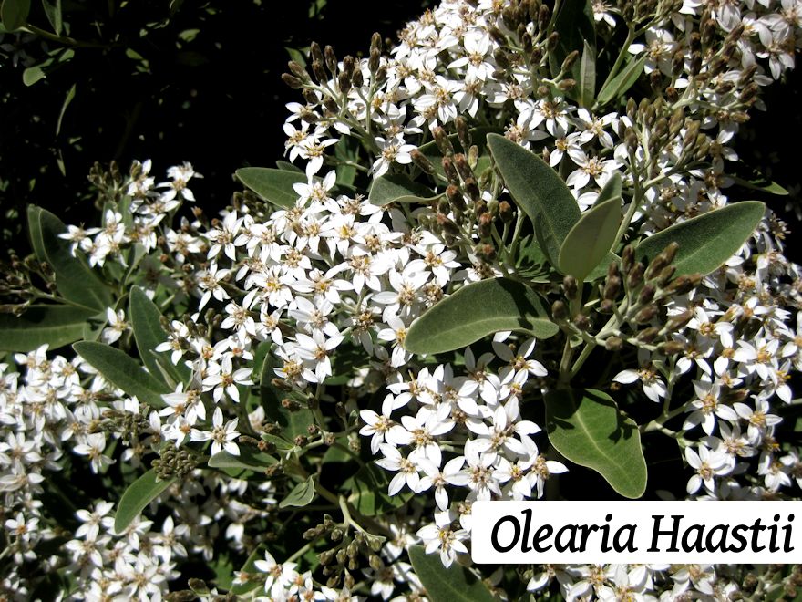 50x Surplus Native Combo - $1.99c each - Best Value