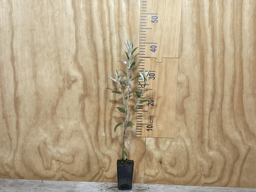 Olearia Haastii