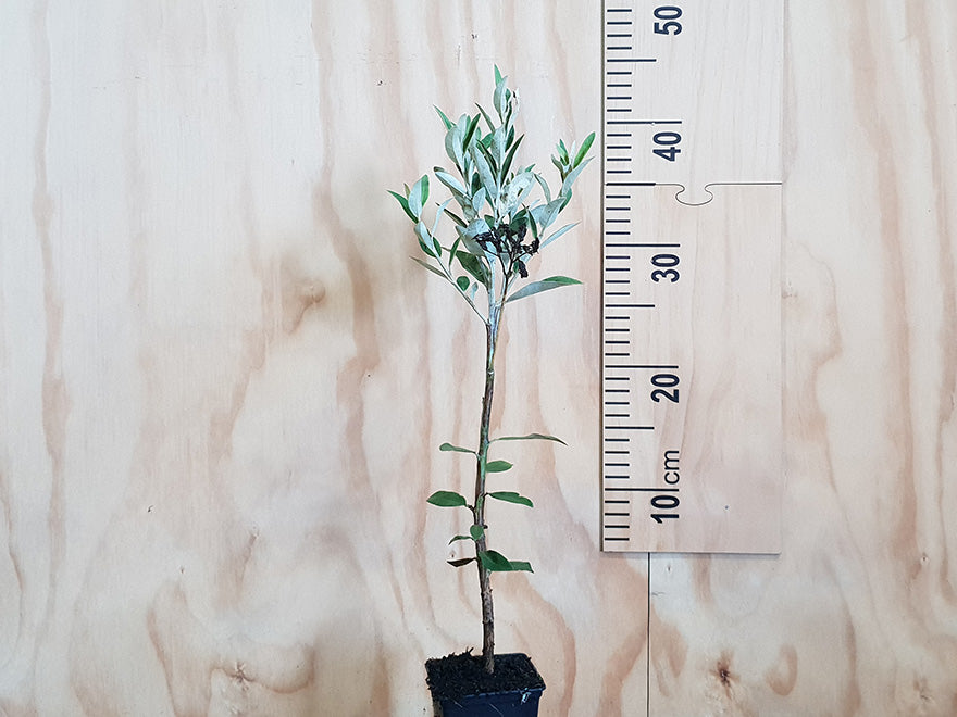 25x Olearia Haastii - $4.99 each