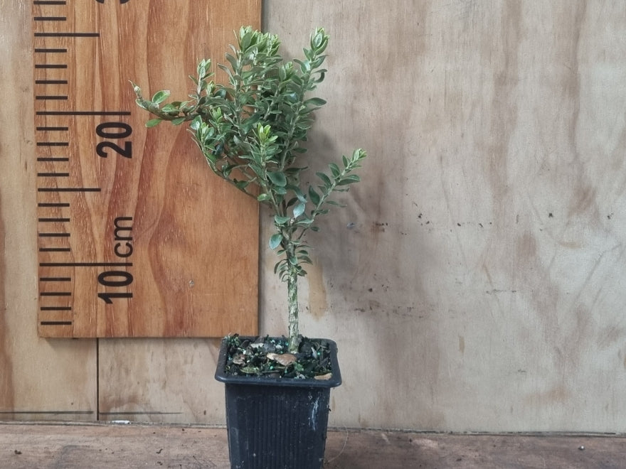 Olearia Nummularifolia