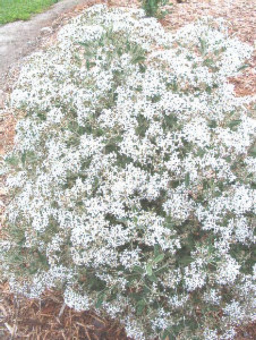 120x Super Flowering Combo - $2.99 each