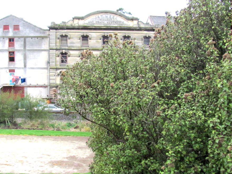 100x Golden Ake Ake - $3.99 each