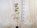 250x Farm Combo - $3.99 NZ trees & shrubs