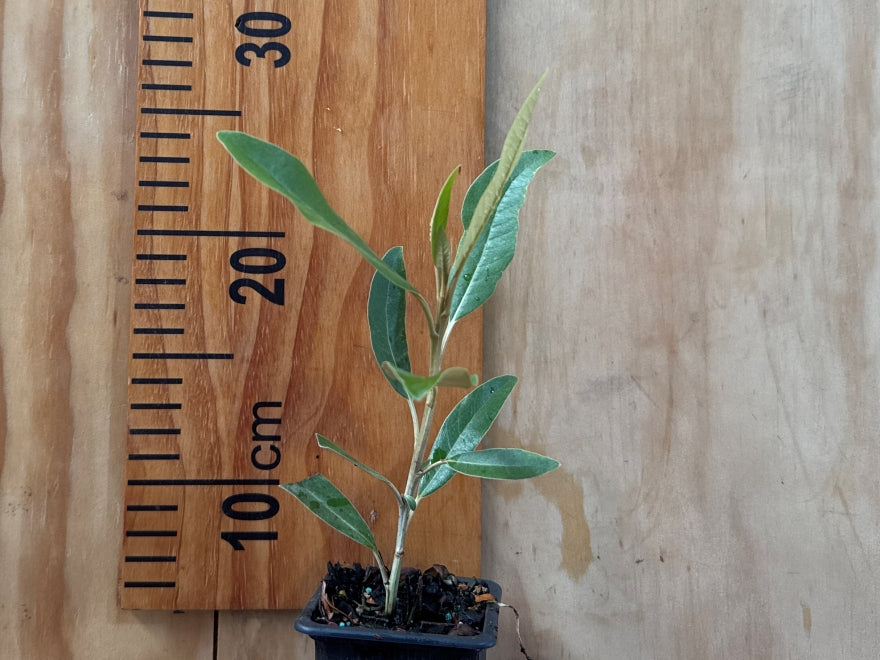 Olearia Avicennieafolia