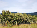 Olearia Avicennieafolia