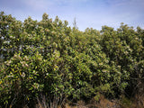 Olearia Avicennieafolia