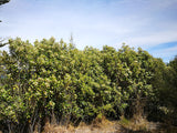 Olearia Avicennieafolia