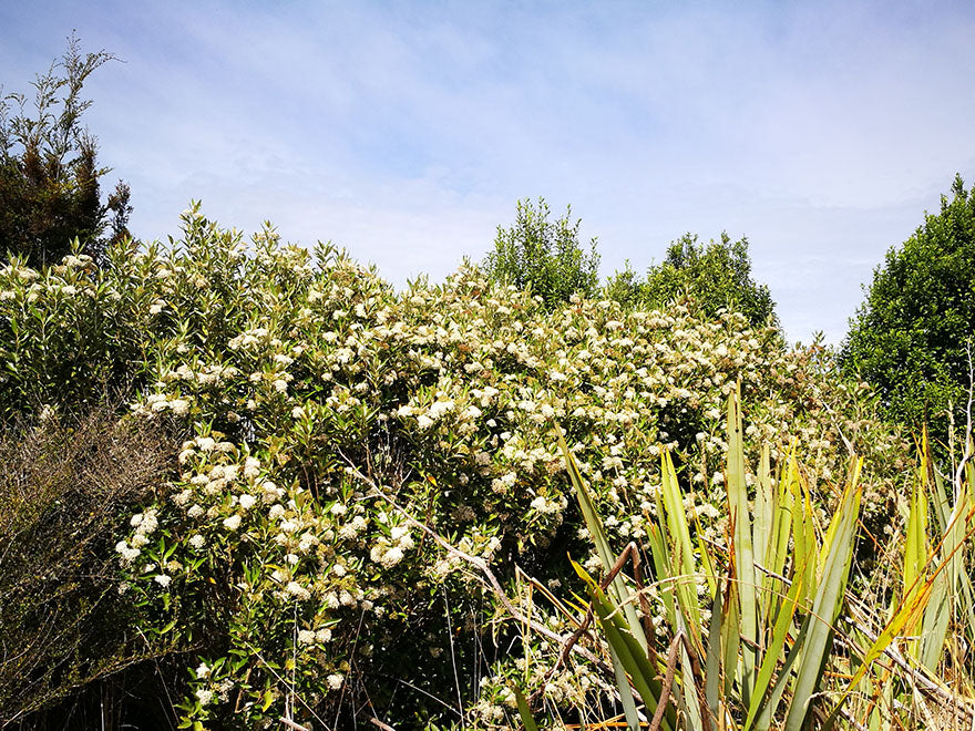 Olearia Avicennieafolia