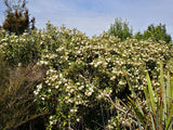 Olearia Avicennieafolia