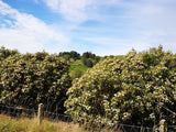 Olearia Avicennieafolia